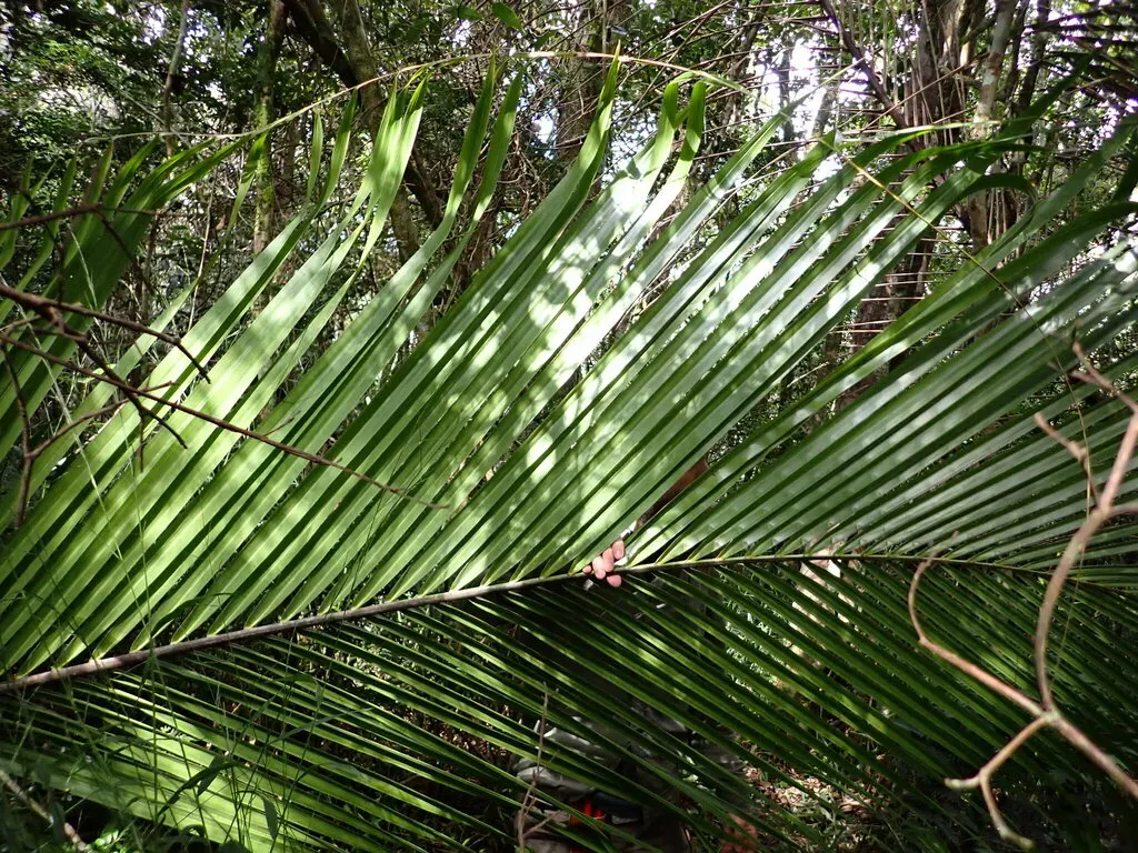 Giant Windowpane Palm
