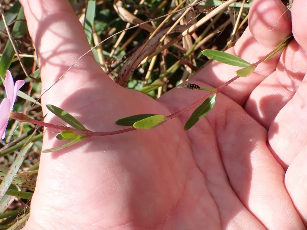 Catharanthus Lanceus