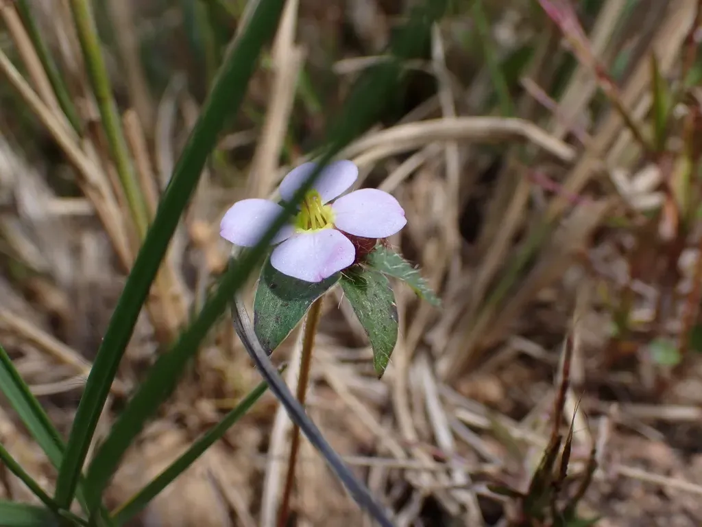 Antherotoma Naudinii