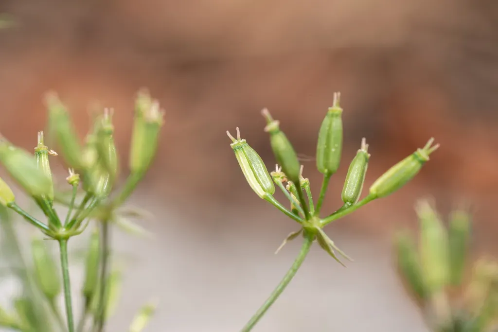 Large-fruited Pignut