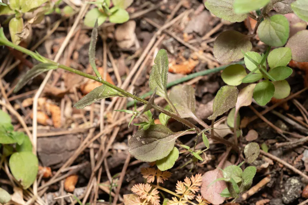 Spicate Venus'-looking-glass