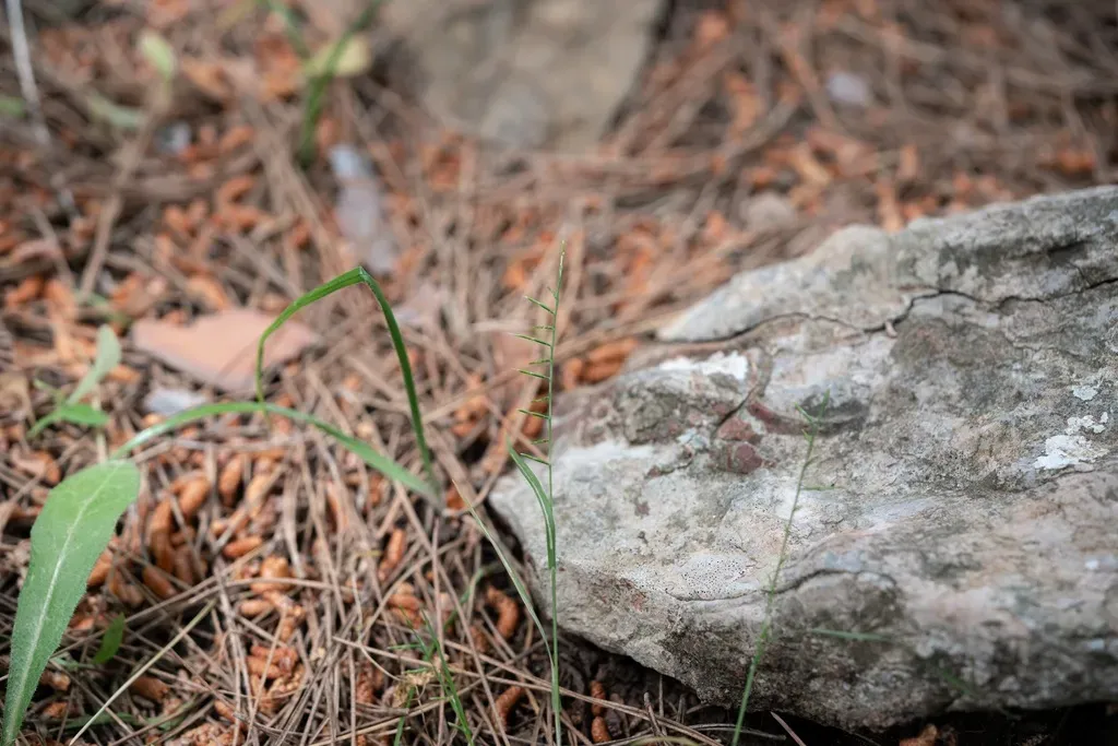 Cutandia Stenostachya