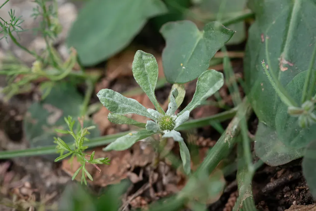 Compact Cudweed