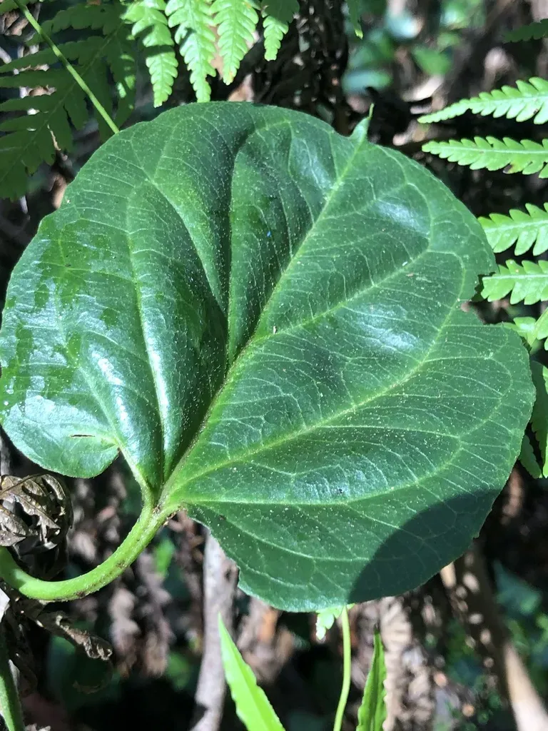 Vincetoxicum Paniculatum