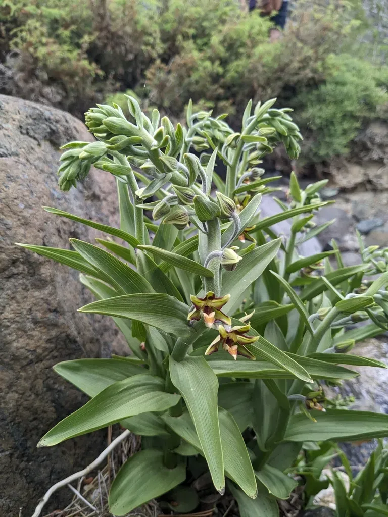 Eastern Marsh Helleborine