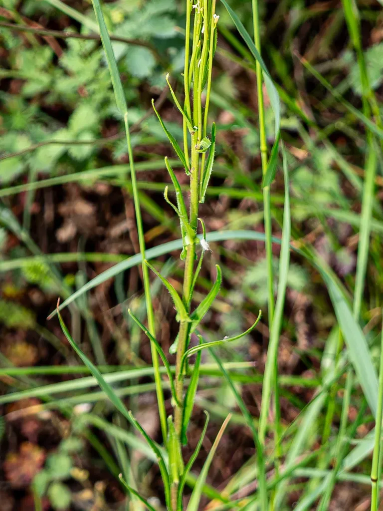 Arabis Sagittata