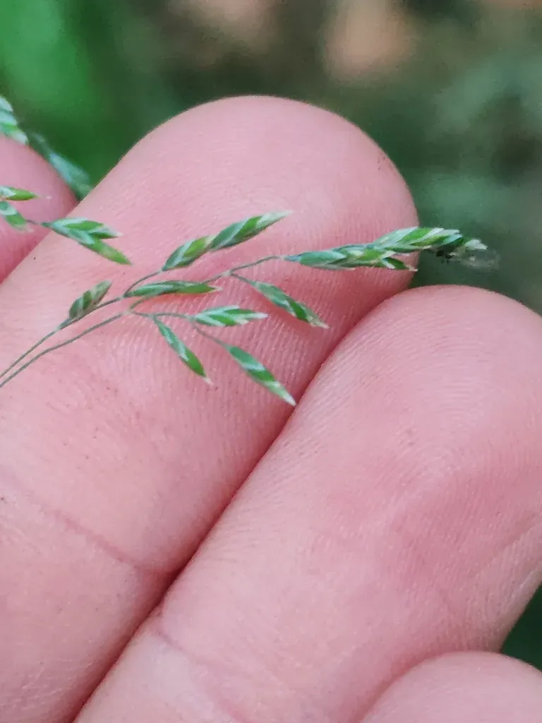 Poa Stiriaca