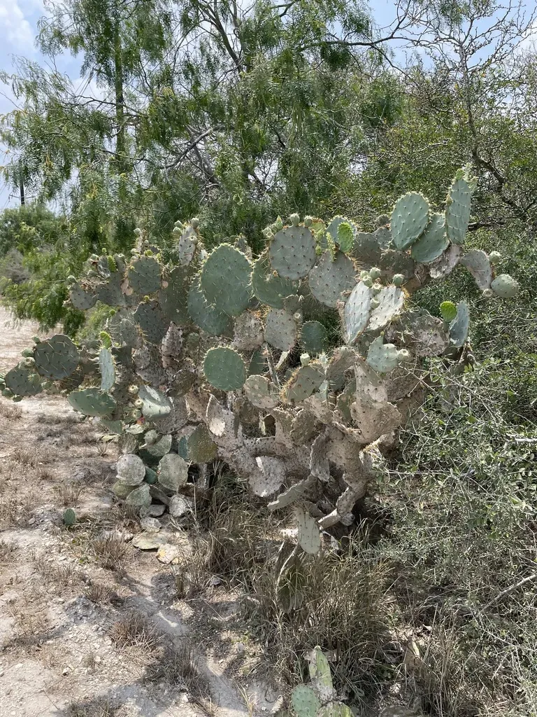 Texas Plains Prickly Pear