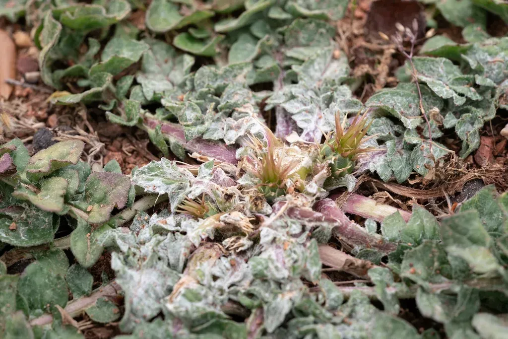 D´urvilles Star-thistle