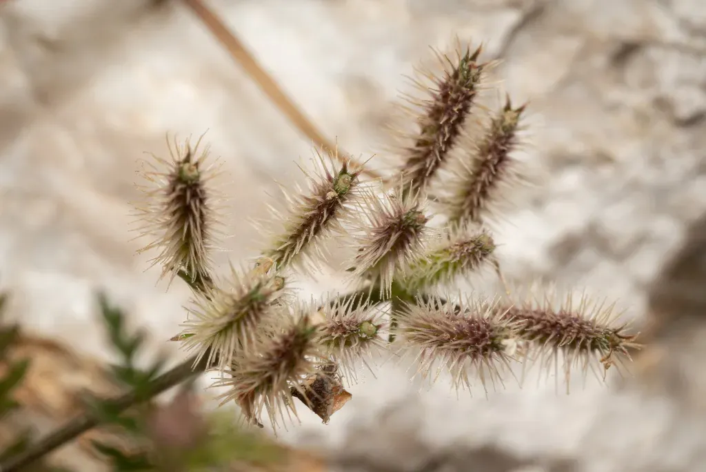 Slender Hedge-parsley