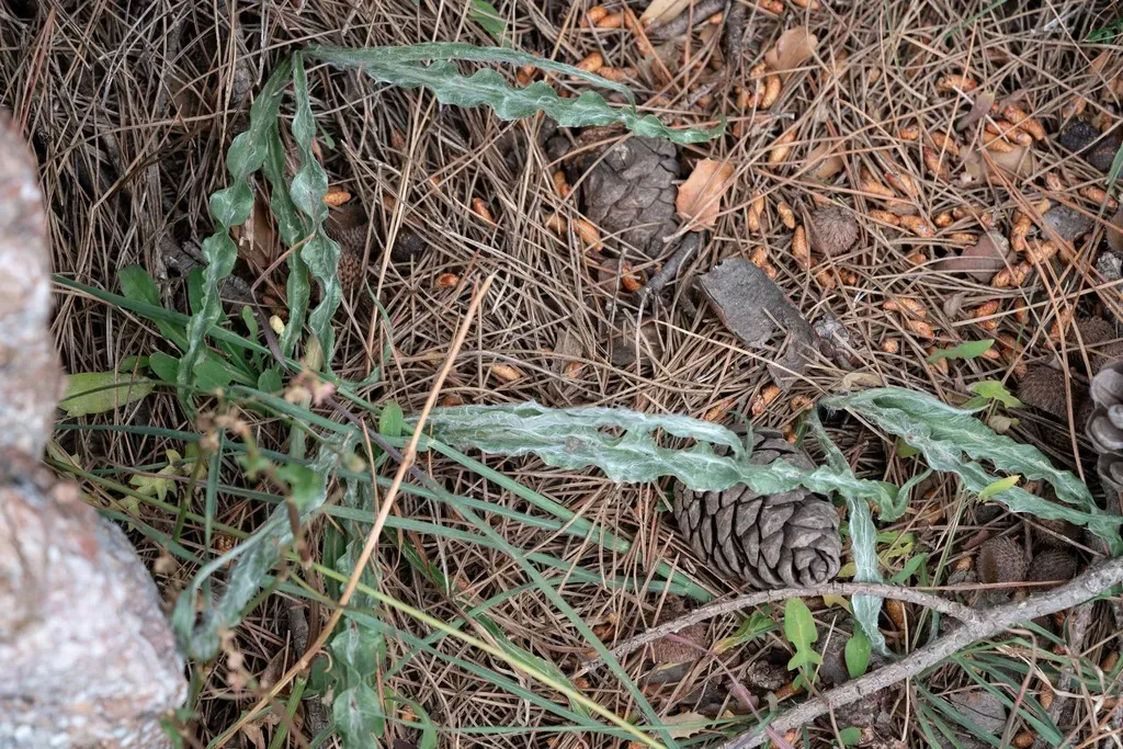 Scorzonera Sublanata