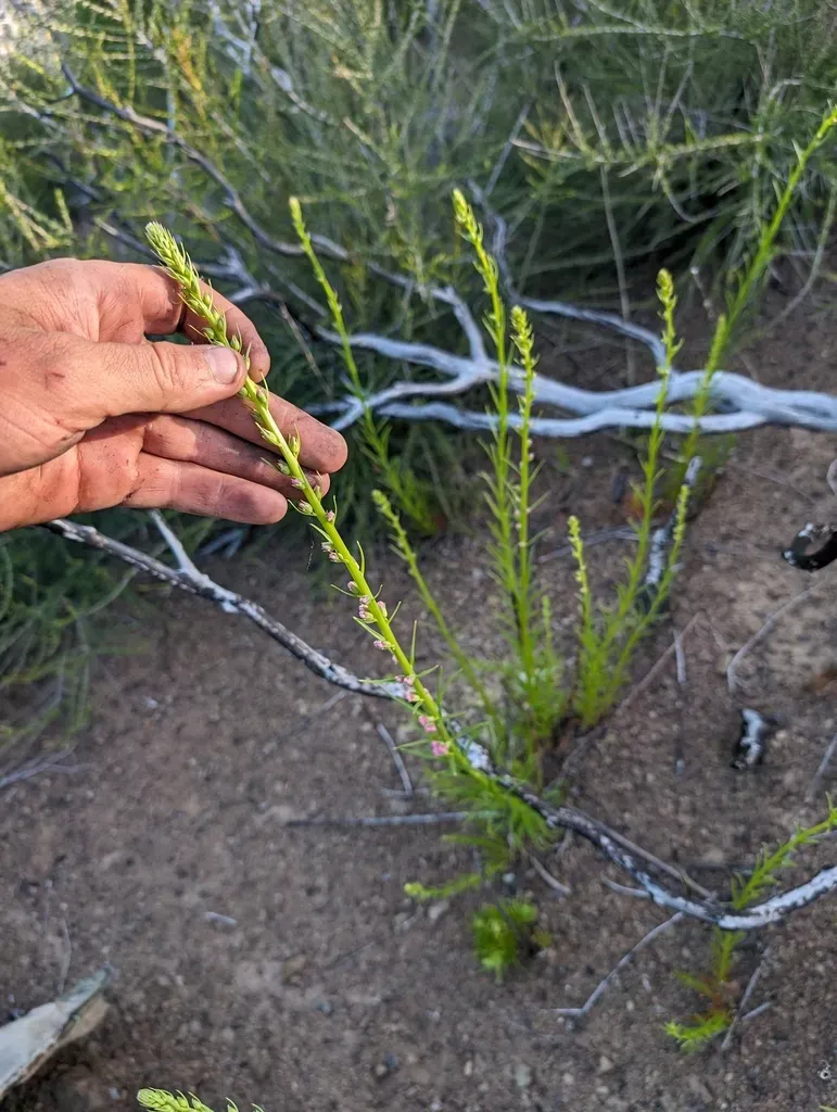 Twig-like Snapdragon