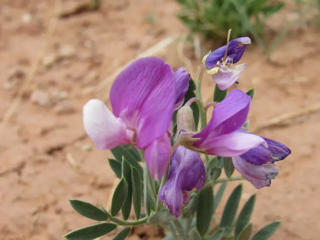 Lathyrus Decaphyllus