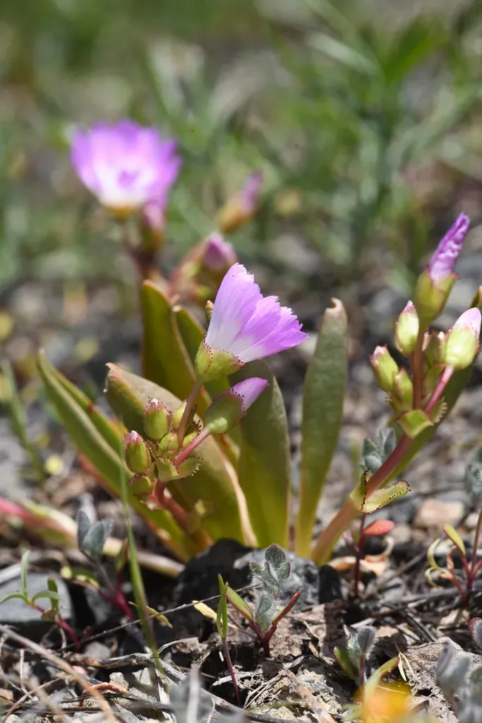 Stebbins' Lewisia