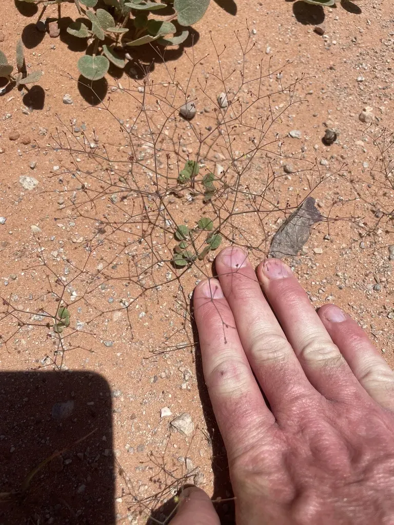 Wetherill's Buckwheat