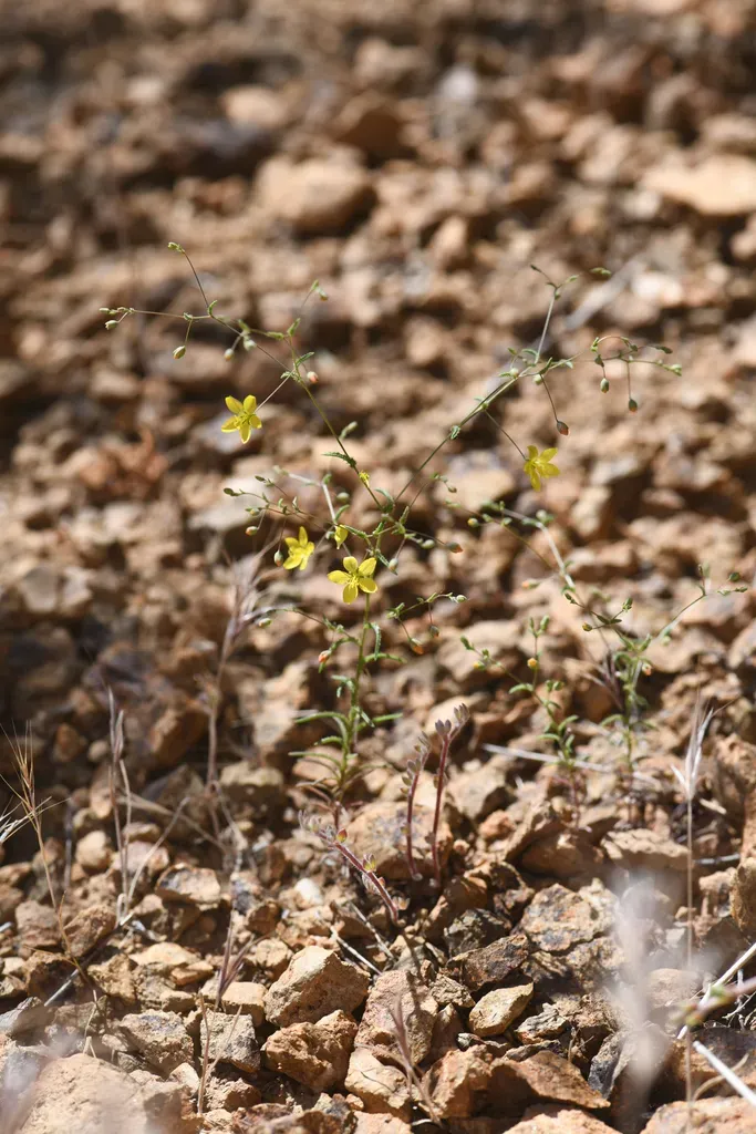 Glandular Western Flax