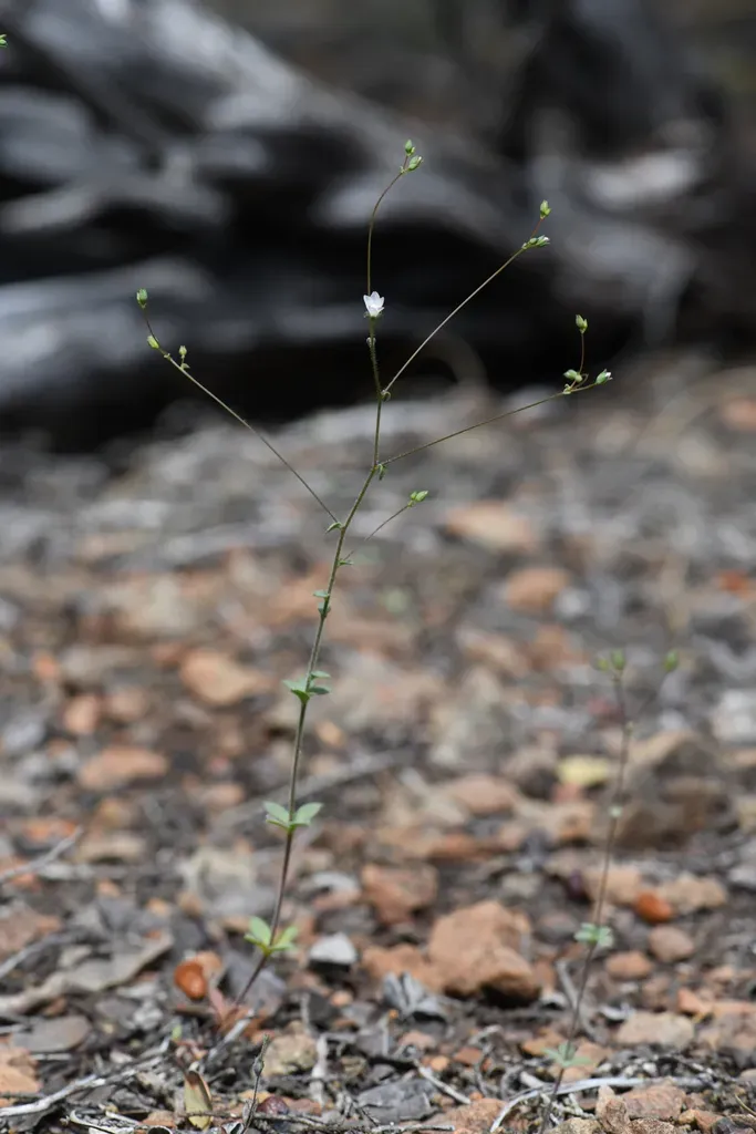 Drymaria-like Western Flax