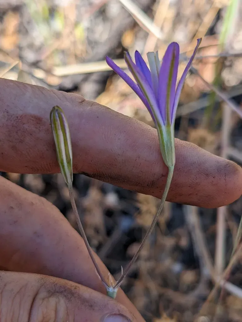 Narrow-flowered California Brodiaea