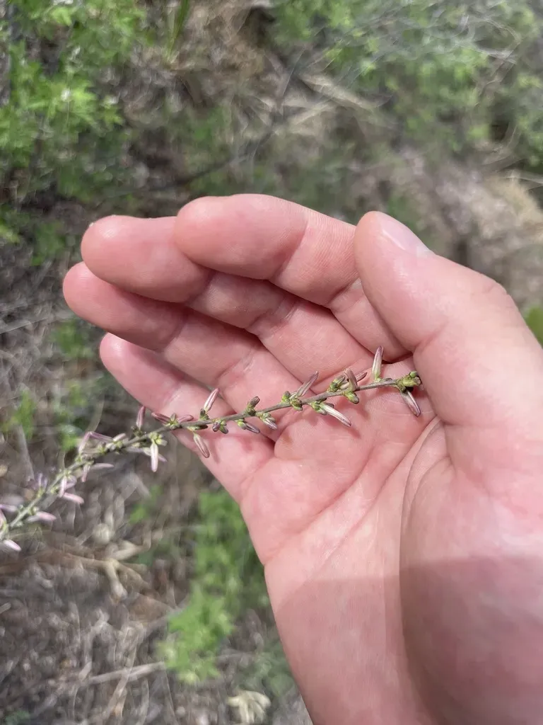 Anemarrhena Asphodeloides