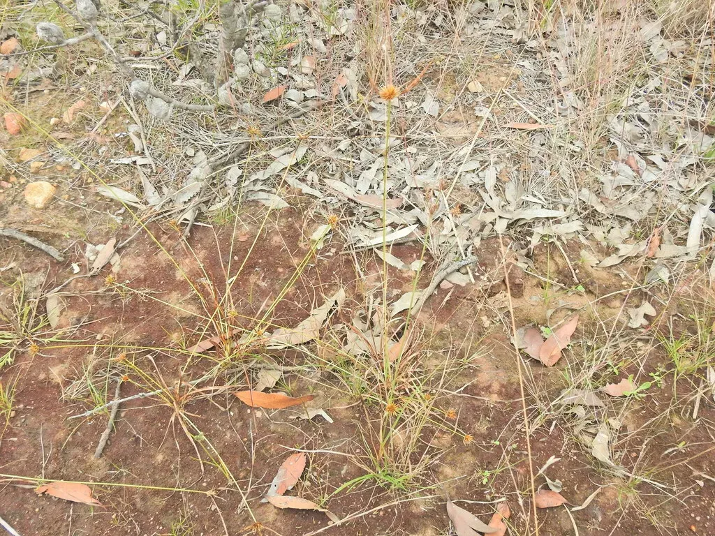 Rhynchospora Heterochaeta