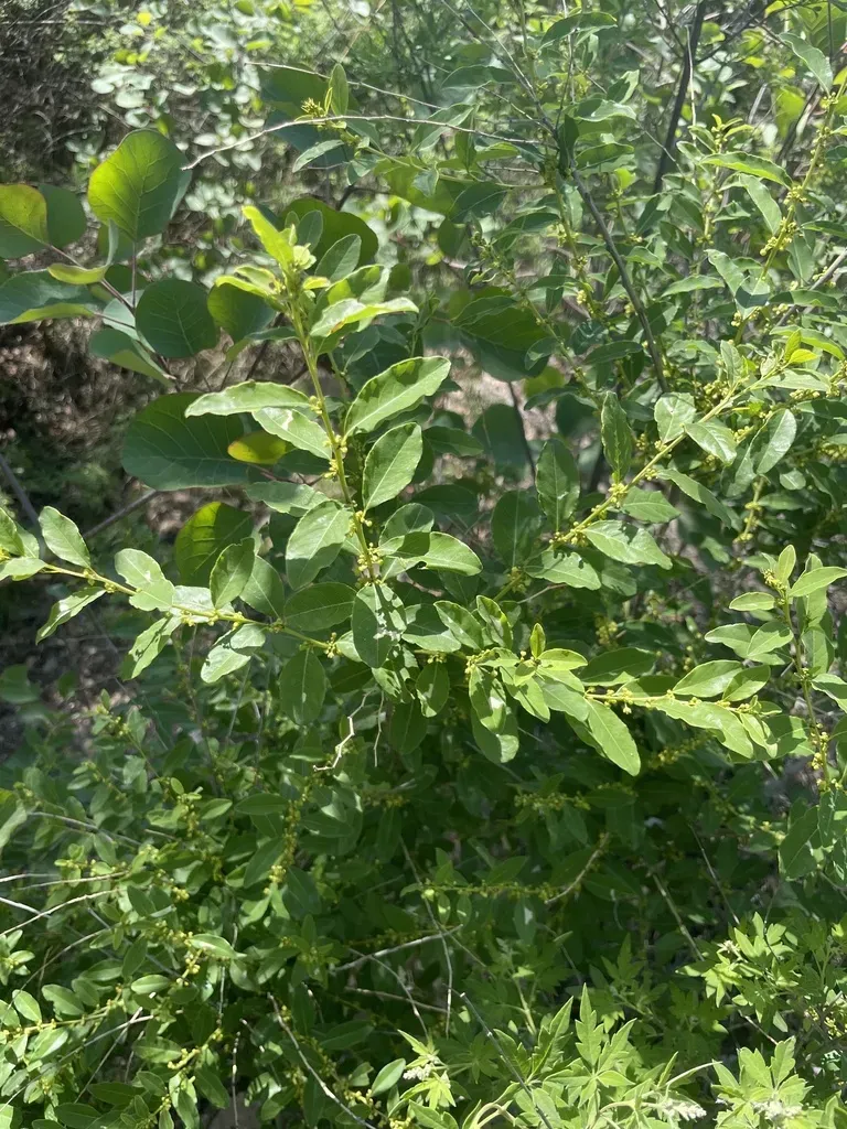 Securinega Suffruticosa