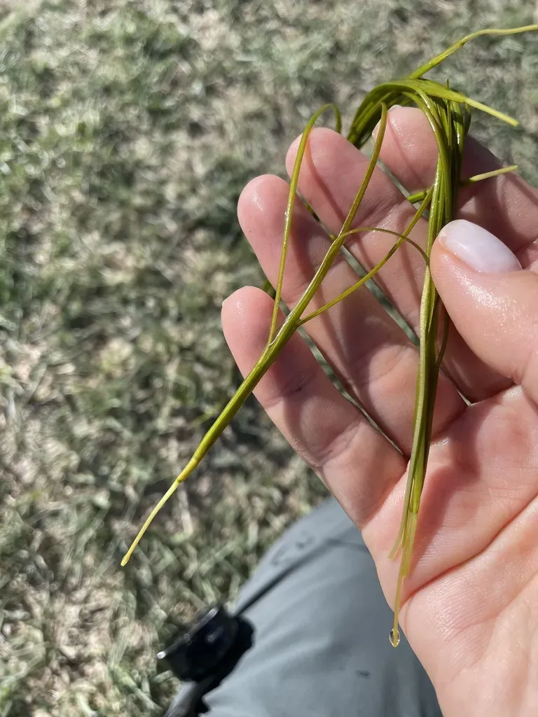 Stuckenia Amblyophylla