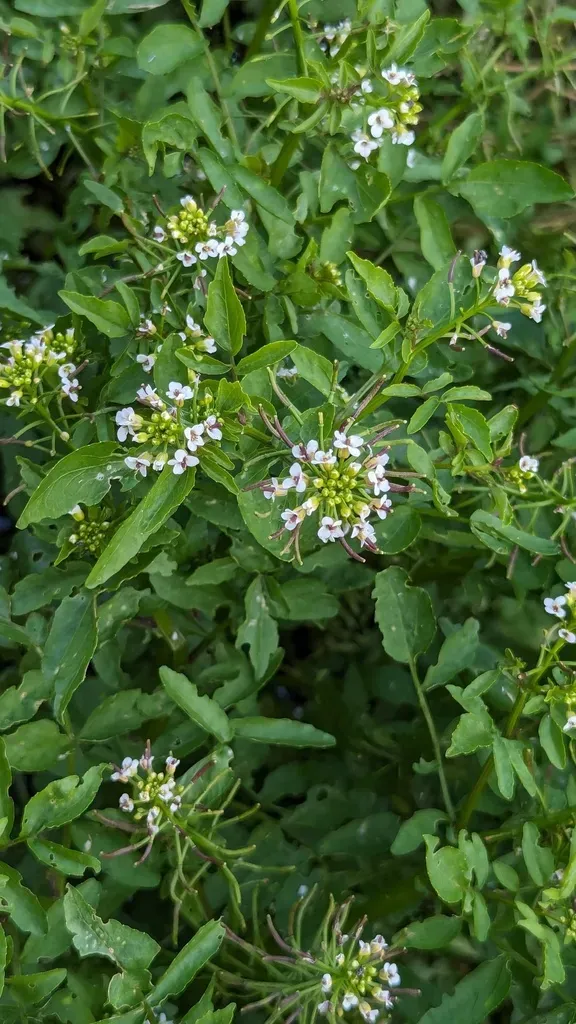 Onerow Yellowcress