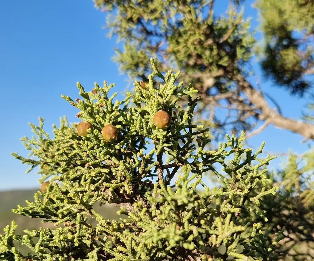 Phoenician Juniper