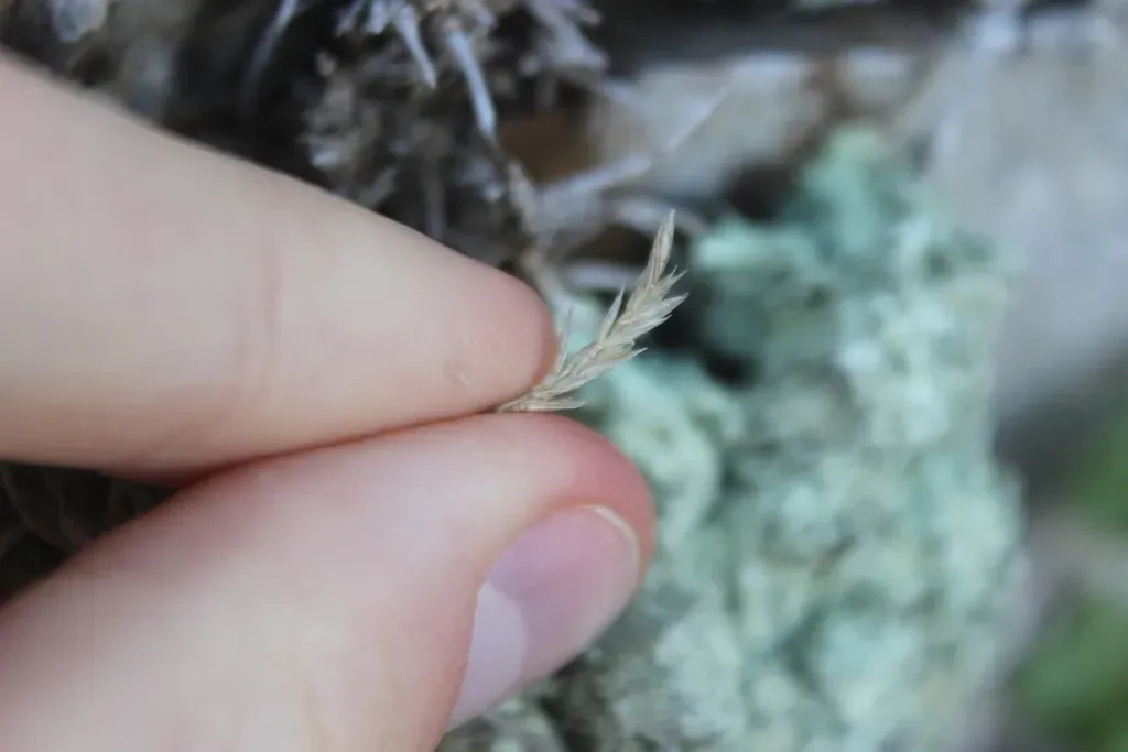 Koeleria Antarctica