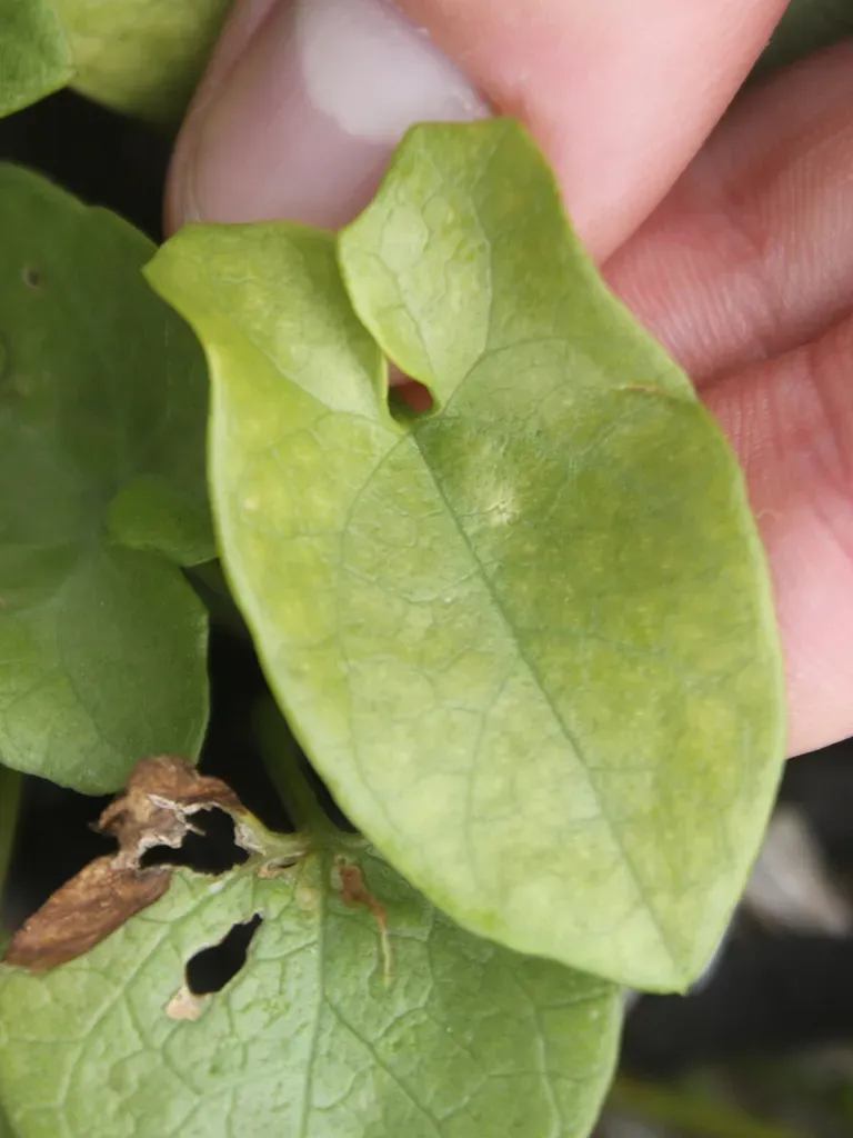 Calystegia × Krauseana