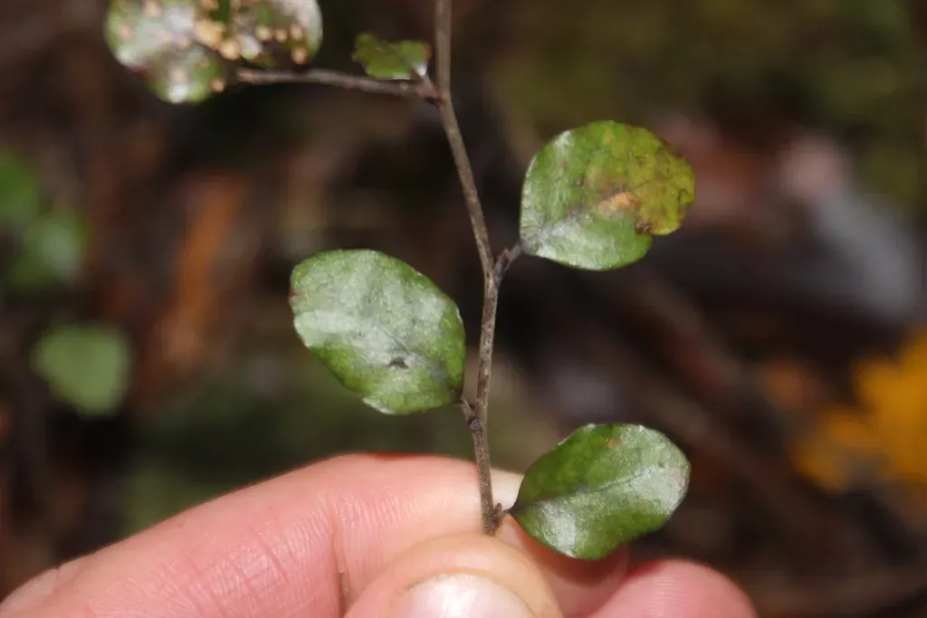 Nothofagus × Apiculata