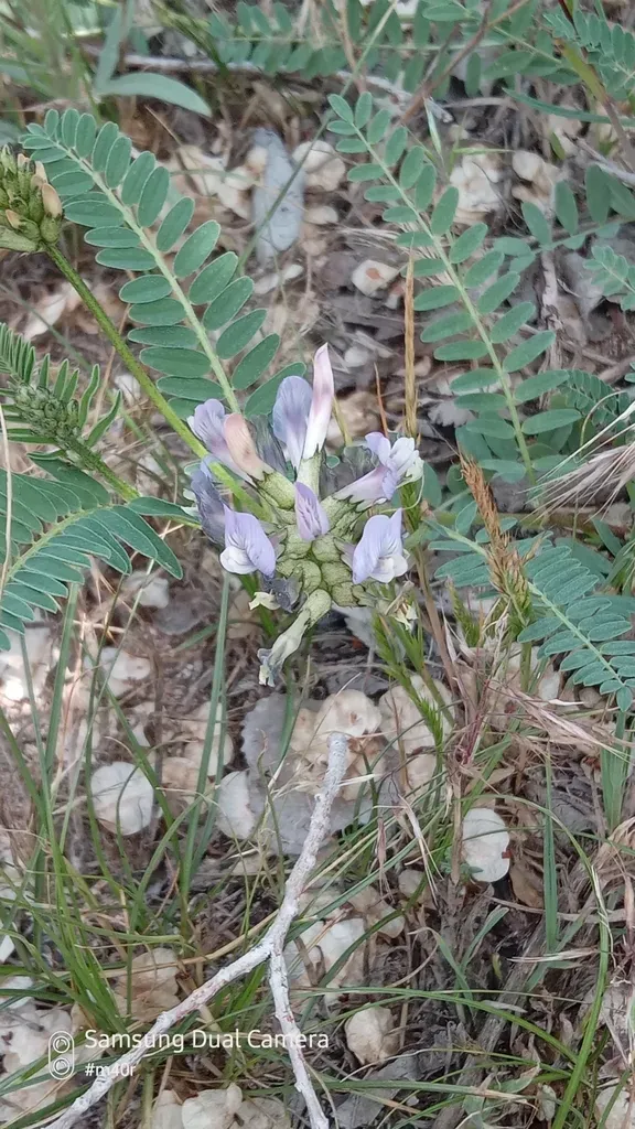 Tibet Milkvetch