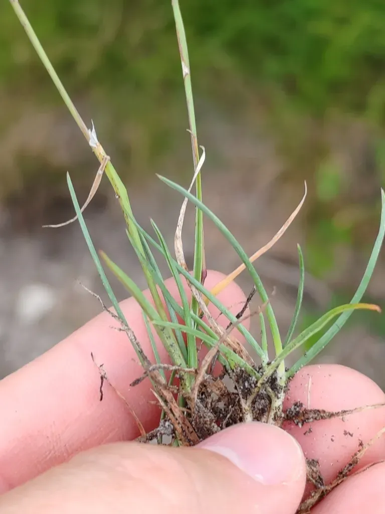 Poa Molinerii