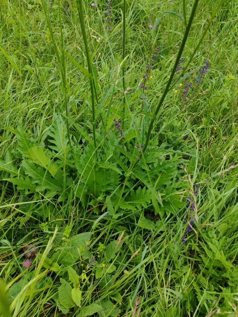 Cirsium × Linkianum