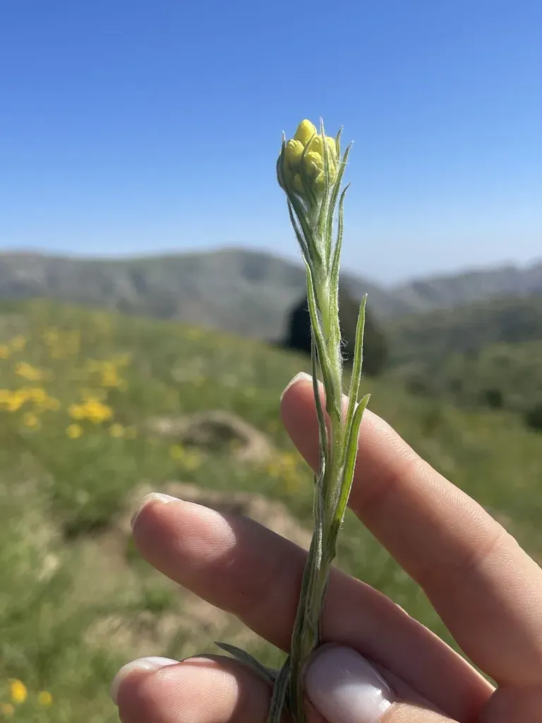 Helichrysum Maracandicum