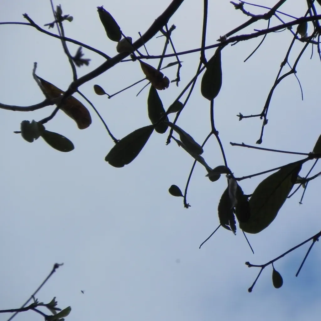 Terminalia Glabrescens
