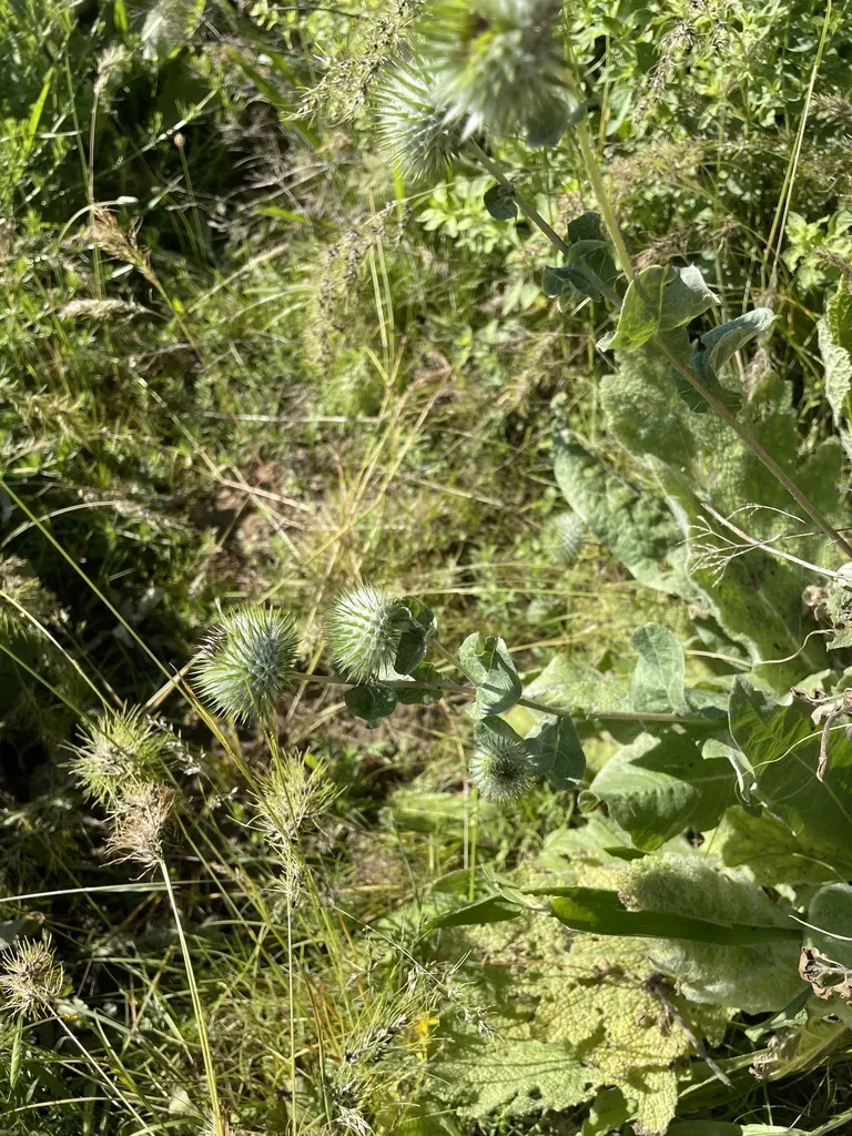 Cousinia Integrifolia