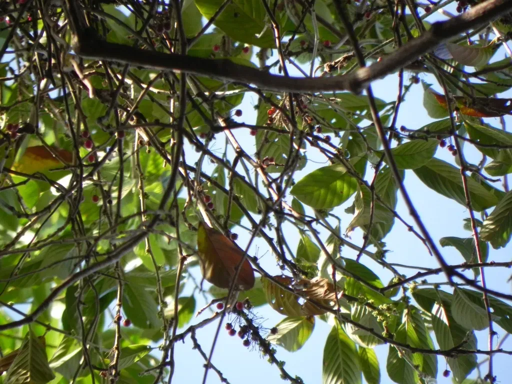 Doliocarpus Dentatus