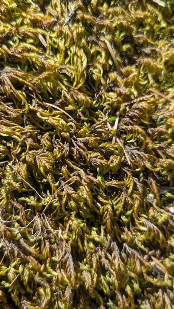 Pseudisothecium Cristatum