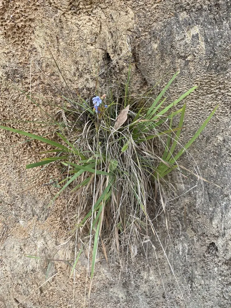 Orthrosanthus Monadelphus