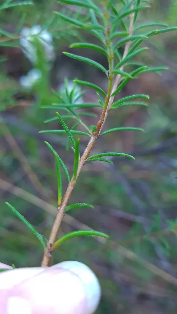 Narrow-leaved Hemigenia