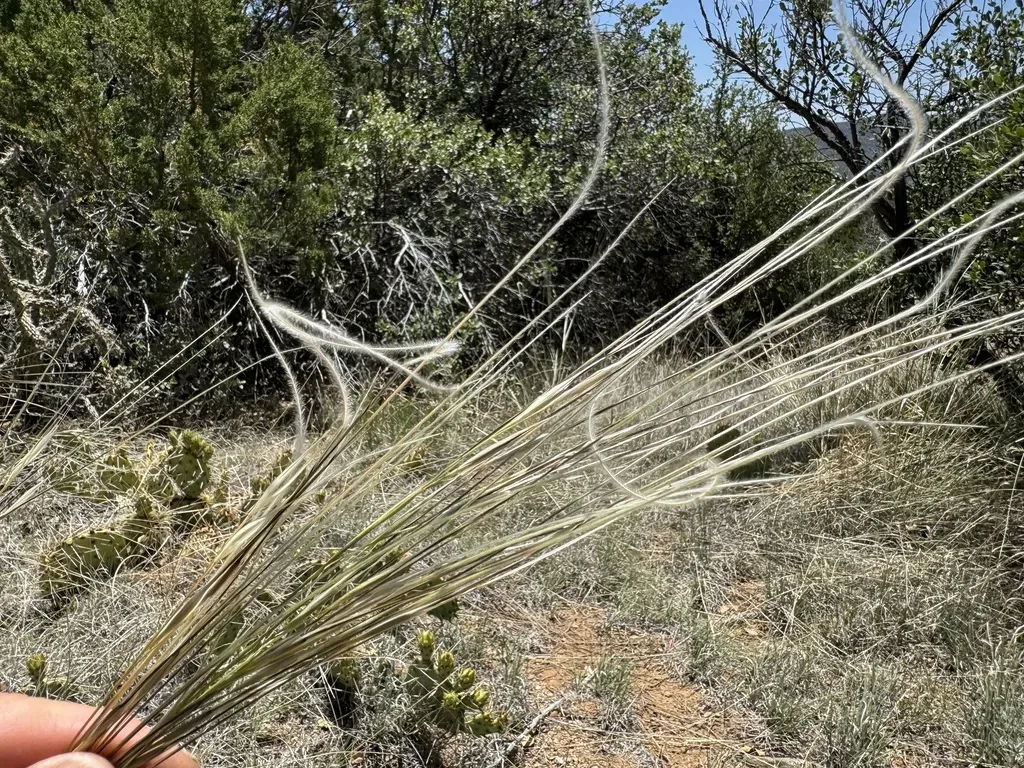 New Mexico Feathergrass