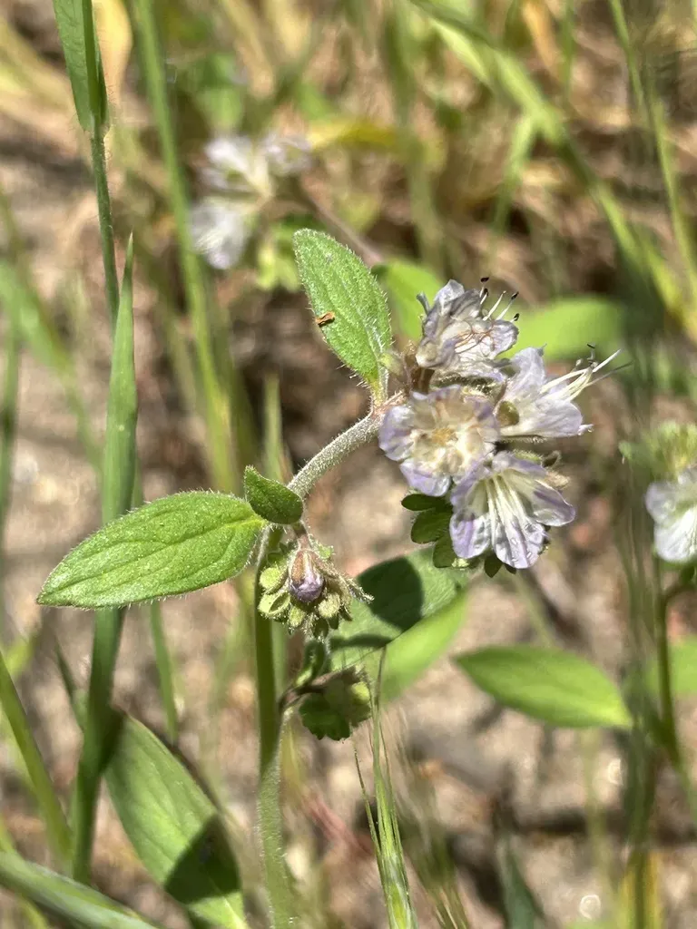 Purpus' Phacelia