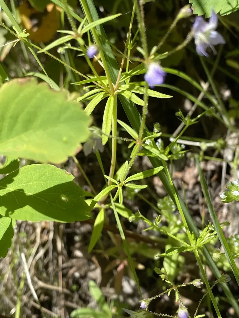 Large-flowered Tonella