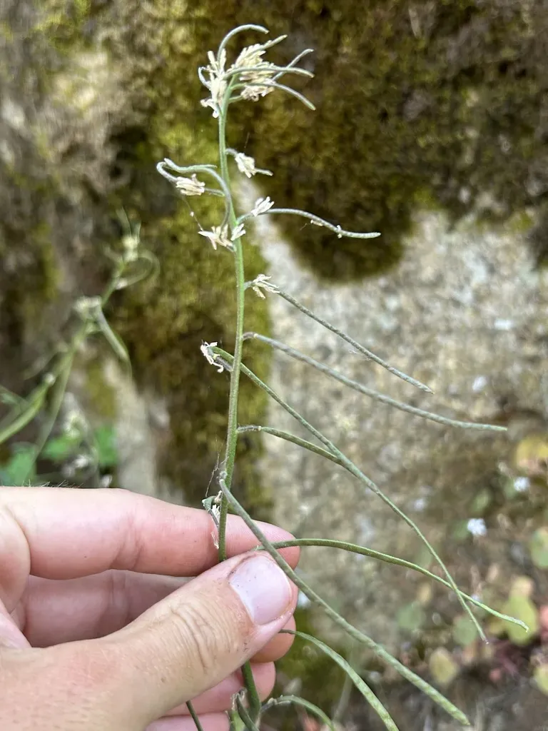 Yosemite Rockcress
