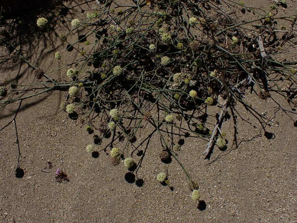 Asteriscium Chilense