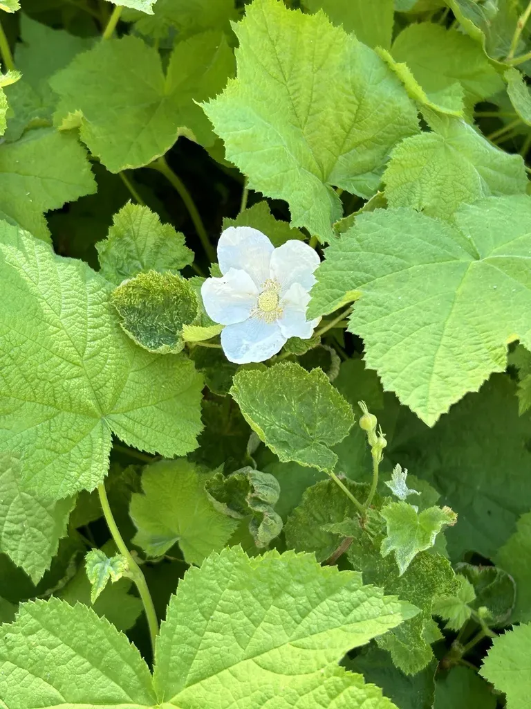 Thimbleberry