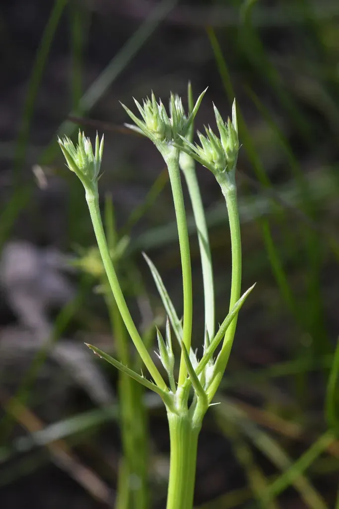 Loch Lomond Button Celery