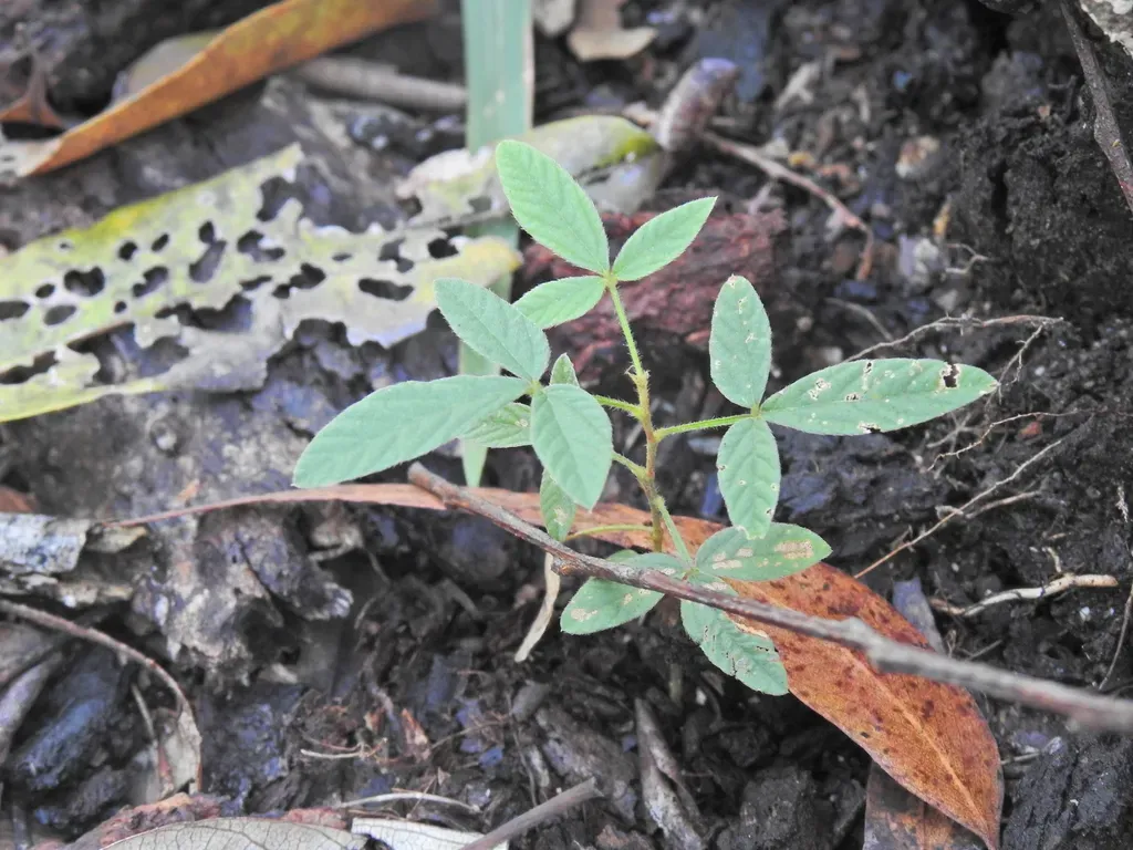Flemingia Parviflora