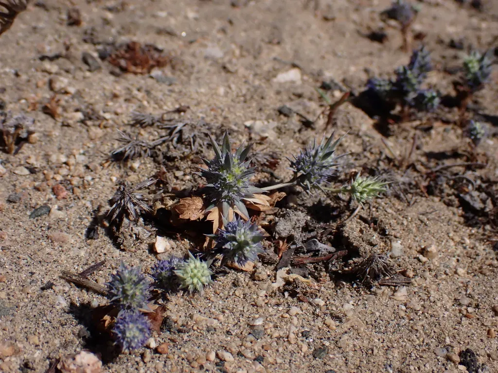 Eryngium Coquimbanum